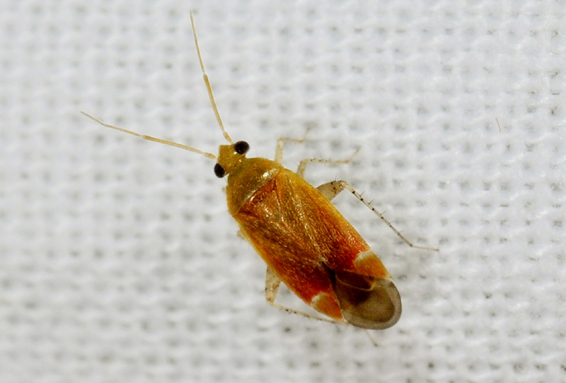 Miridae:   Psallus sp.